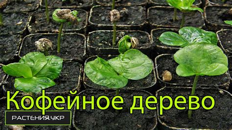 Увлекательный процесс обрезки и сбора ростков и зеленых побегов