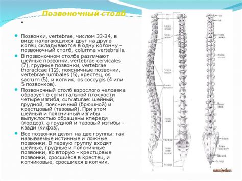 Узнайте, что такое расширенная талия и на что влияют причины ее возникновения