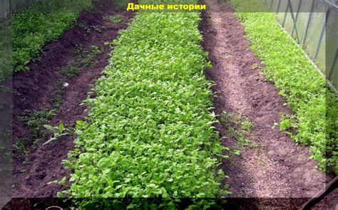 Улучшение плодородия почвы с помощью бальзама цветенья