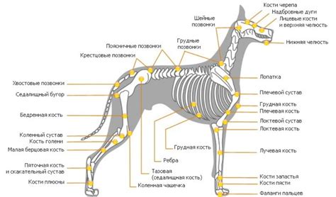 Уникальный раздел: Различия движения хвоста у волков и собак