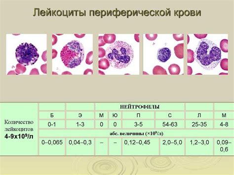Уровень нейтрофильных лейкоцитов