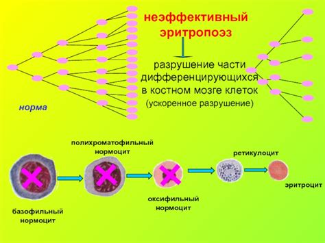 Ускоренное разрушение лейкоцитов