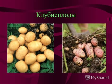 Условия и возможности для выращивания в подмосковных районах