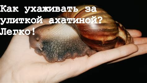Уход за улиткой: необходимость периодической гигиены