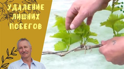 Ущипывание лишних побегов