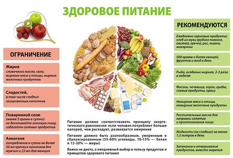 Фаза питания: основное понятие и важность для организма