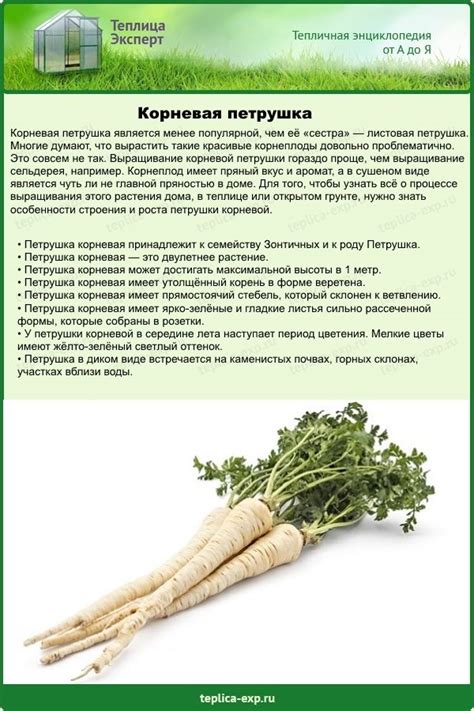 Факторы, влияющие на определение периода добычи корневой петрушки