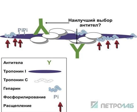Факторы, влияющие на уровень антител