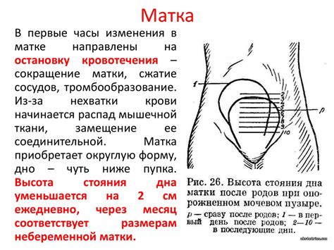 Физиологический аспект: процессы в организме кобылы во время охоты