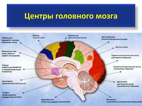 Физиология мозга