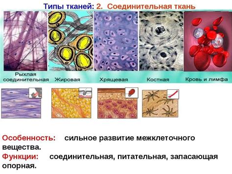 Функции ниацина в организме человека