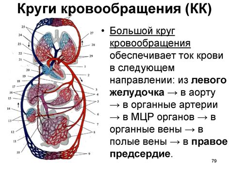 Функционирование системы кровообращения у живых и неживых существ