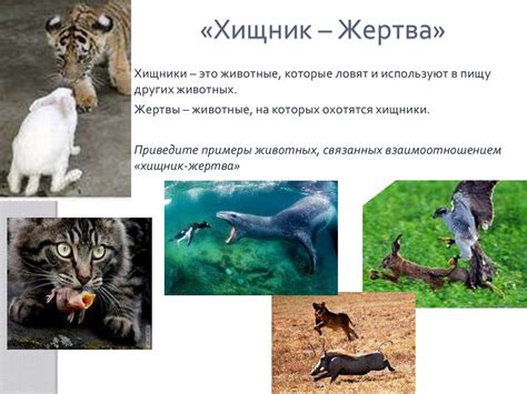 Хищники или жертвы: влияние отсутствия зрения на поведение морских иголок