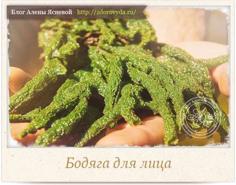 Что такое бадяга и как она воздействует на кожу