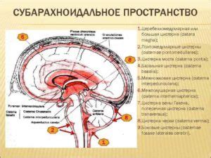 Что такое субарахноидальное конвекситальное пространство