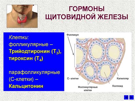 Щитовидная железа: неразрывная связь с шейным отделом