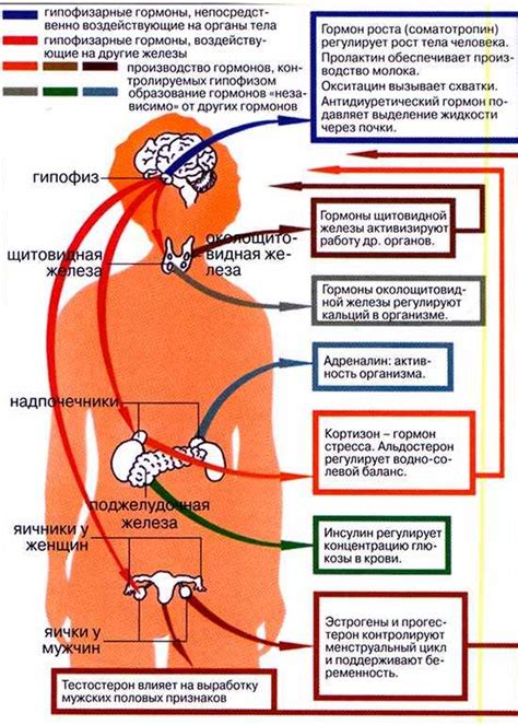 Эндокринная система: воздействие гормонов на функционирование организма