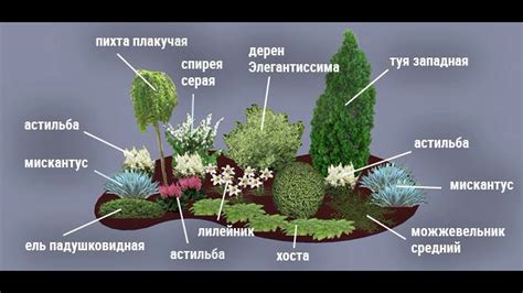 Этапы установки растений на открытом участке