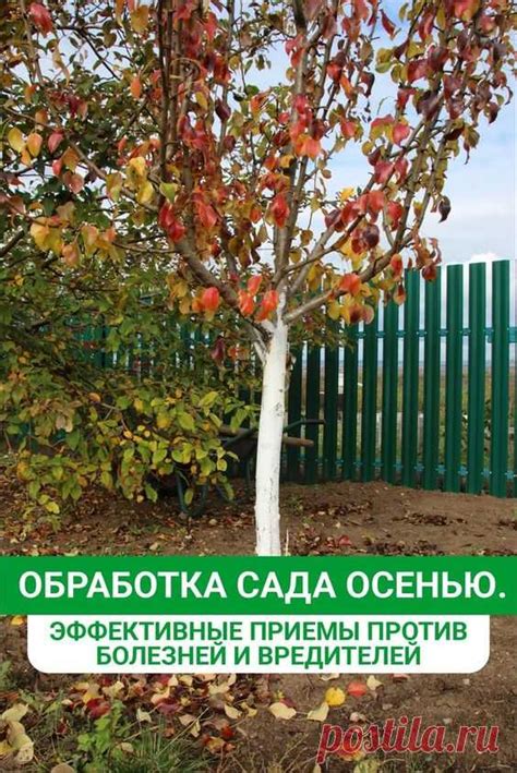 Эффективные приемы очистки растений от коррозии