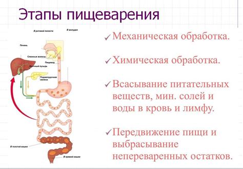  Взаимодействие пищи и напитков в органах пищеварения 