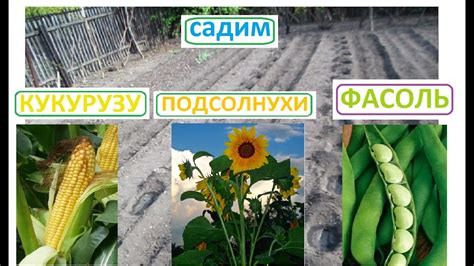  Взаимодействие фасоли и кукурузы в процессе азотфиксации 