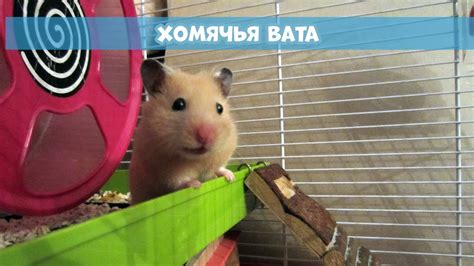  Зачем хомяку может потребоваться применение альбуцида для глаз: ключевые моменты