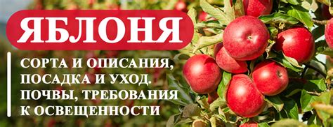  Избегайте конкуренции: выбор сортов ореха и яблони