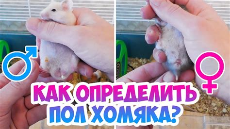  Использование методов генетики для определения пола маленького хомяка 