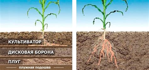  Контроль роста проволочника при помощи регулярной поливки и рыхления почвы 