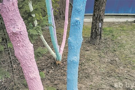  Основные этапы процесса окрашивания плодовых деревьев акриловыми красками 