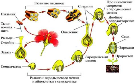  Подкормка и полив: создание оптимальных условий для развития красивого лианового цветка
