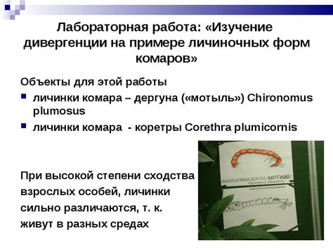  Понимание проблемы: паразитическое влияние личиночных форм 