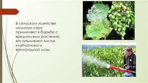  Применение соли в борьбе со вредителями растений 