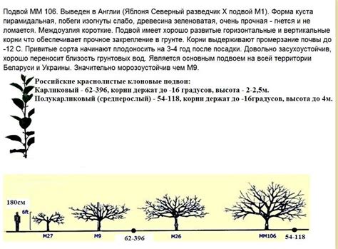  Различные методы белилки для плодовых деревьев: преимущества и недостатки