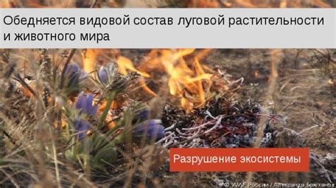  Разрушение проволочника с помощью сухой травы и отходов растений 