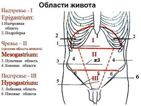  Роль обруча в профилактике и лечении пузырчатых выпячиваний в области живота 