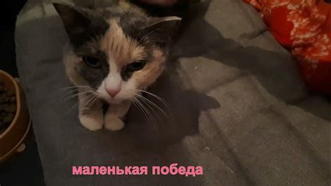  Социализация кошек для эффективного управления поведением собаки 
