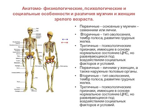  Структурные особенности организма в зрелом возрасте 
